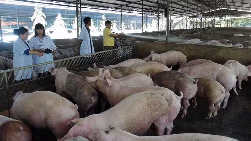 Pig farming in Dong Nai Province.