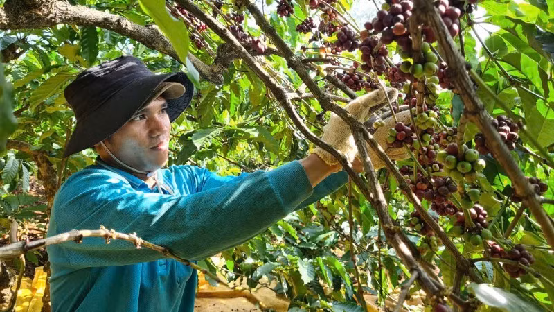 Coffee is one of the key crops with high export value in Gia Lai.