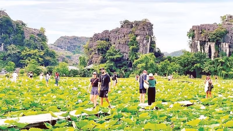 Visitors explore the lotus pond at the foot of Ngoa Long Mountain in the Mua Cave tourist area