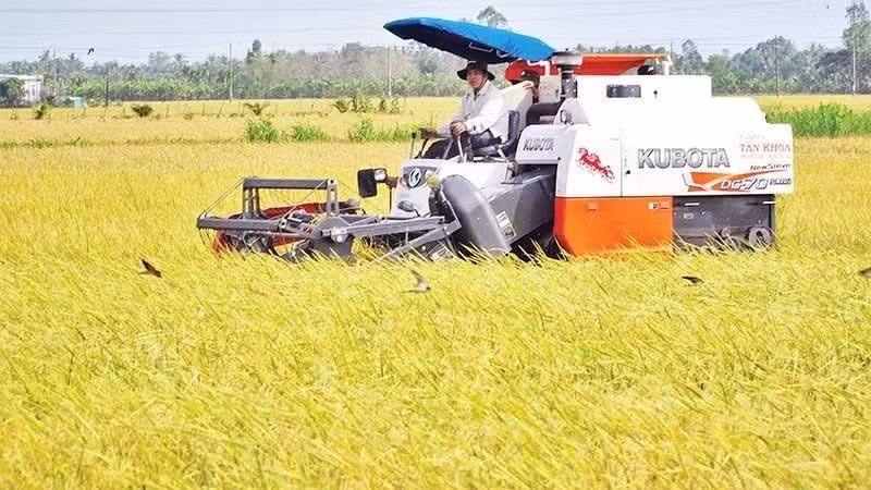 ST25 rice, which once won the title of the world’s best rice, is being harvested under a green farming model in Can Tho. (Photo: Nguyen Phong)