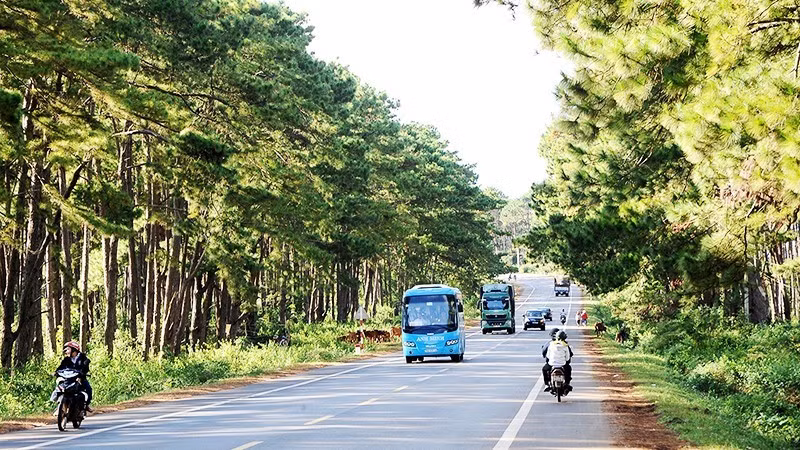 A forest in the Central Highlands. (Photo: Nguyet Anh)
