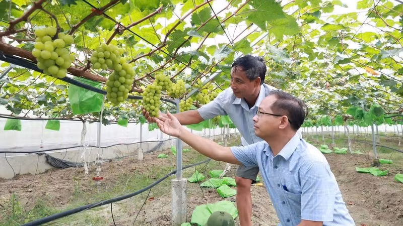 Grapes are grown under a net-house system at Thieu Hung Agricultural Services Cooperative. (Photo: Nguyen Duong)