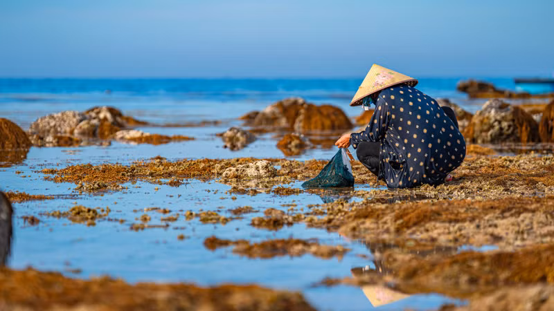 Local residents harvest seafood in the Hon Yen area at low tide.