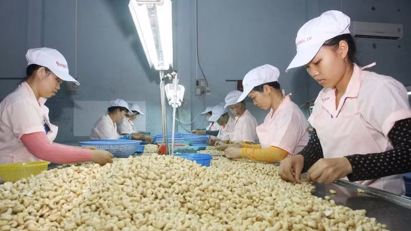 Cashew nut processing at Quang Son Co., Ltd. in Dak Lak Province. (Photo: Dinh Hue)