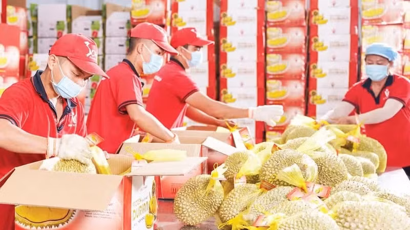 Export fruit consignments of Vina T&T Group all implement smart traceability. (Photo: Minh Anh)