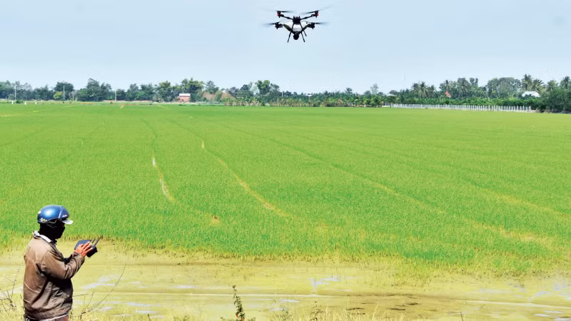 Farmers in My Thanh Commune, Dong Thap Province, use drones to spray fertiliser on rice fields.