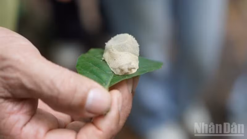 Cuc Phuong National Park is home to 2,234 species of vascular plants, 336 bird species, 122 reptile and amphibian species and around 2,000 insect species.