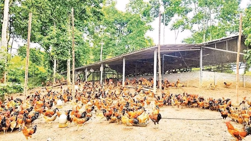 The model of raising chickens under doi trees in Quyet Thang Commune generates relatively high economic efficiency, with thousands of broiler chickens shipped each year.