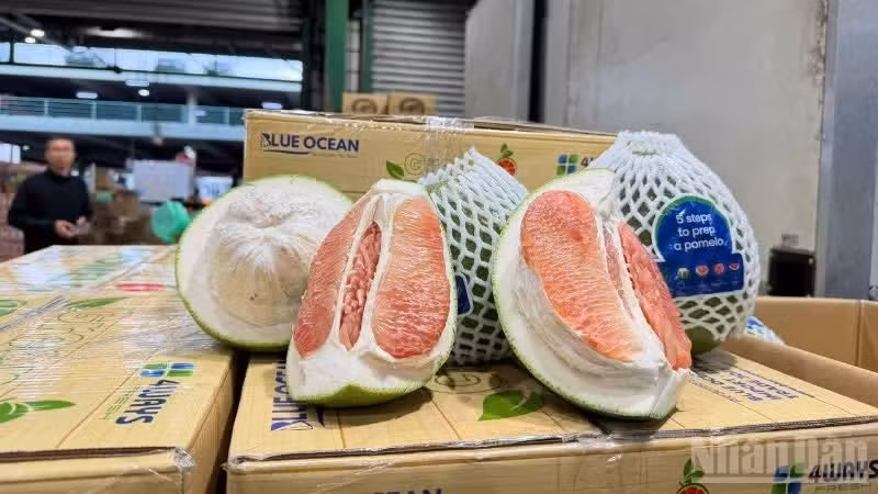 The first shipment of Dong Thap pomelos goes on sale in Sydney, Australia.