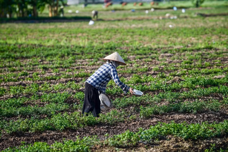More measures are needed to professionalise the crop production sector. (Photo: Thanh Dat)