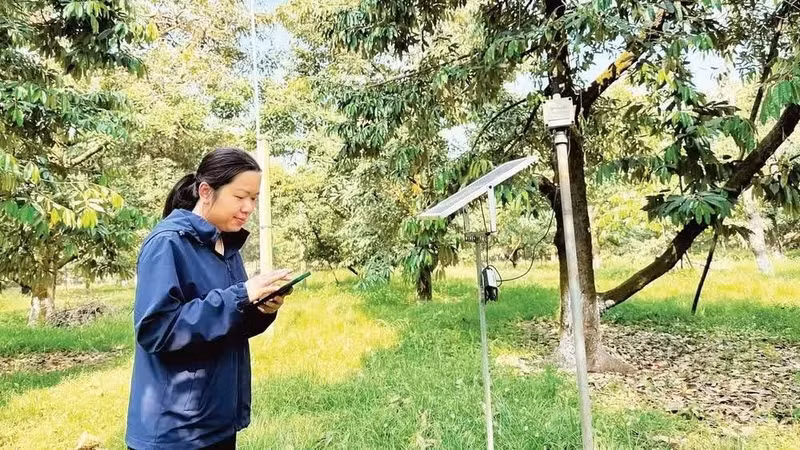 Sensors are used to monitor a durian orchard in Krong Pac Commune, Dak Lak Province. (Photo: Minh Anh)