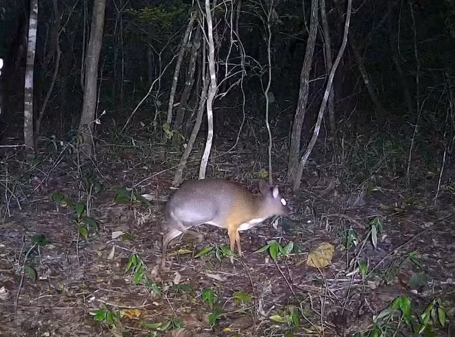 Viet Nam's mouse-deer is a critically endangered species. (Photo: VNA)