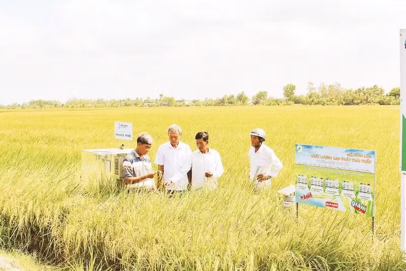 Effective implementation of the project requires further training and capacity building for agricultural extension groups, cooperatives, and farmer cooperative clusters. (Photo: National Agricultural Extension Centre)