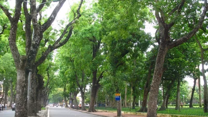 Ha Noi possesses a diverse system of urban trees, though planning has yet to be truly scientific.