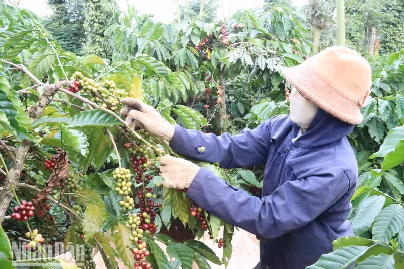 Viet Nam exports 150,000 tonnes of coffee worth 552.6 million USD in June. (Photo: Nguyen Cong Ly)