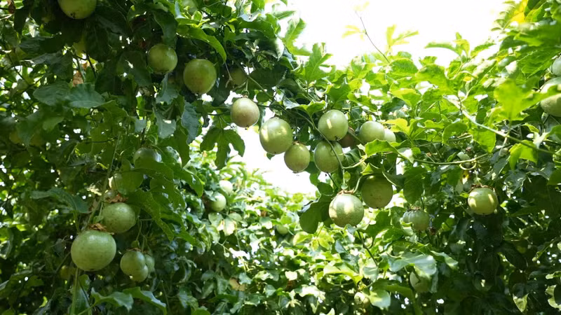 Thanks to new biotechnology, passion fruit can be harvested continuously in successive rounds, with daily yields reaching several hundred kilogrammes.