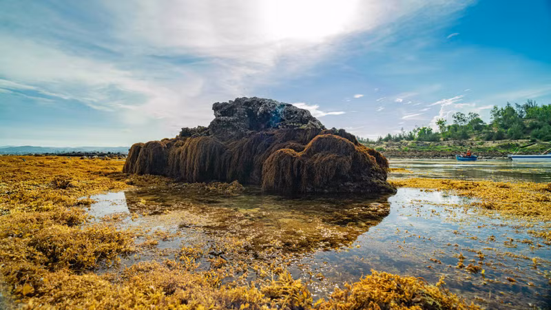 As the sea recedes, beds of brown seaweed drape the ancient basalt rocks, creating an otherworldly nature scene.