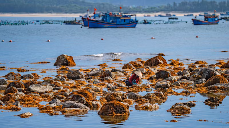 Local residents harvest seafood in the Hon Yen area at low tide.