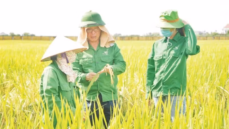 Tran Manh Bao, Chairman of ThaiBinh Seed Group, inspects a new rice variety that he researched and developed. (Photo: Hoang Linh)