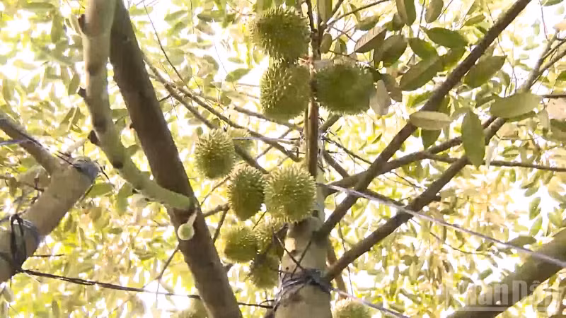 Phosphate fertiliser is widely used to stimulate durian flowering, contributing to cadmium residues.
