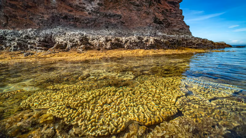 The most remarkable feature of the area is its rich coral reef ecosystem, encompassing around 17 species across more than 12.7 hectares.