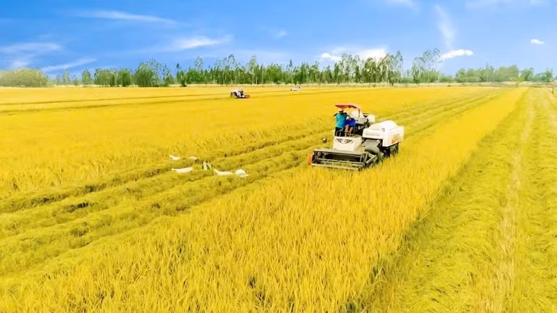 In the Mekong Delta, agriculture stands at a turning point in its transformation