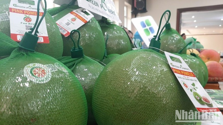 Pomelo has become Viet Nam’s eighth fruit allowed to export to the Australian market. (Photo: NDO) ndo-br-buoi-7348.jpg