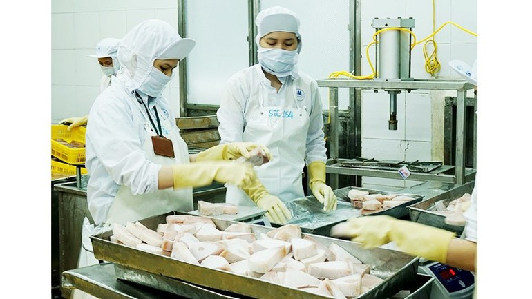Tuna is one of Viet Nam’s major export items to the US market. (Photo: NDO) ca-ngu.jpg