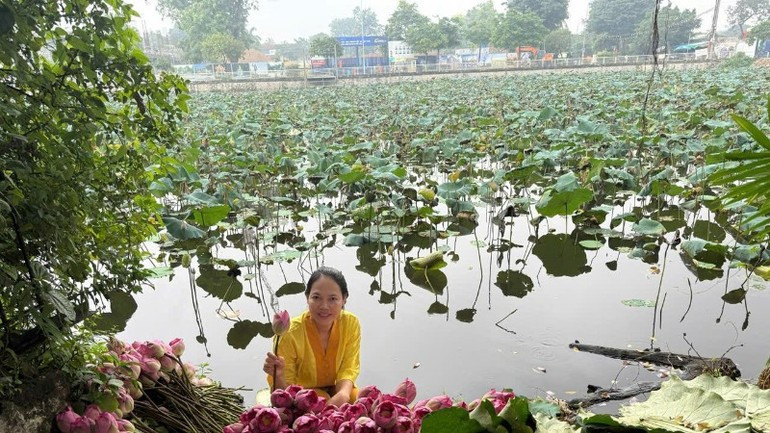 Harvesting lotus. z7163711193779-3ae1f2826d36819f1862216883793cae-2780.jpg