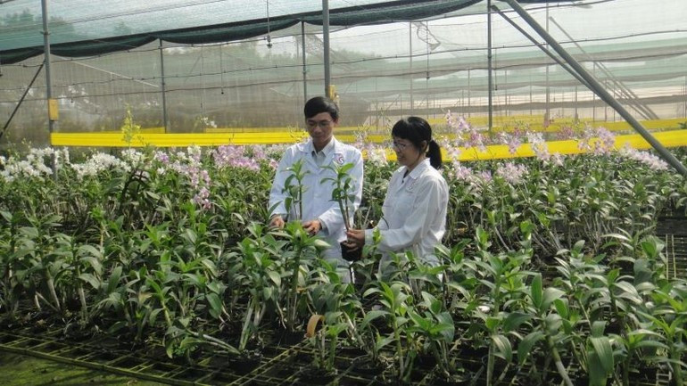 Orchid seedling experimental farm at the Ho Chi Minh City Biotechnology Centre. nn-4.jpg