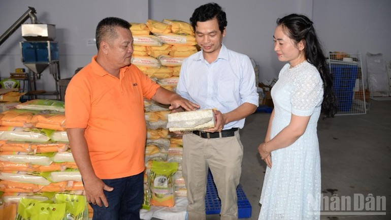 VD20 Go Cong rice is popular in the market. (Photo: NDO) gao.jpg