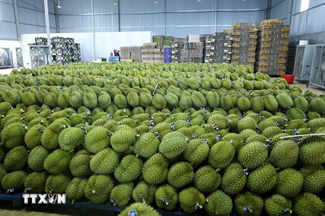 Dak Lak durians are labelled and ready for export. (Photo: VNA)