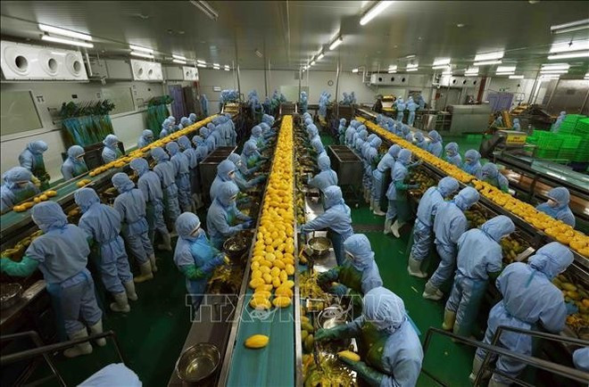 Processing agricultural products for export to Japan, the US and Europe at the B'LaoFood company in Lam Dong province. (Photo: VNA) Processing agricultural products for export to Japan, the US and Europe at the B'LaoFood company in Lam Dong province. (Photo: VNA)