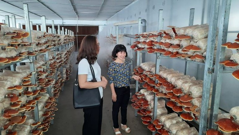 Pilot model for Reishi mushroom cultivation at the Ho Chi Minh City High-Tech Agricultural Park. (Photo: NDO) trong-nam.jpg