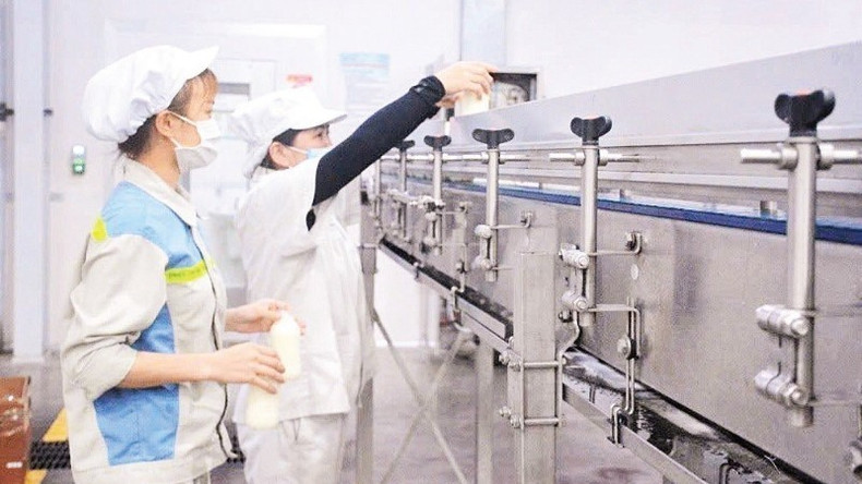 Modern dairy production technology at Vinamilk. (Photo: NDO) image-5.jpg