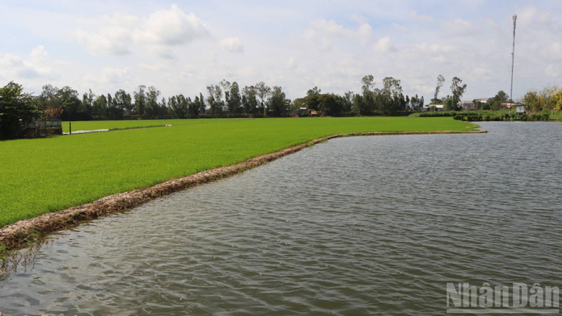Some farmers in Vam Nao Commune both grow rice and raise fish to get water for irrigation in the dry season. (Photo: NDO) an-giang.jpg