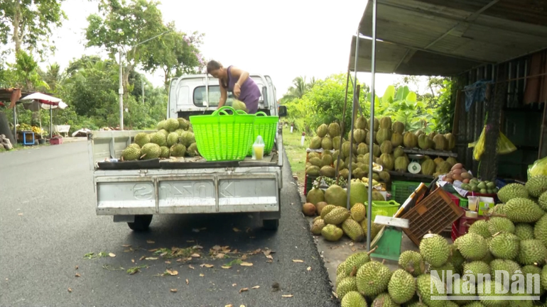 Farmers selling durian along local roads. ndo-br-thiet-ke-chua-co-ten-2096.png