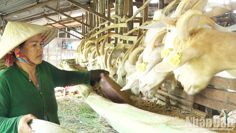 The Ngoc Dao Goat Milk Farm has become increasingly well known. ndo-br-5.jpg