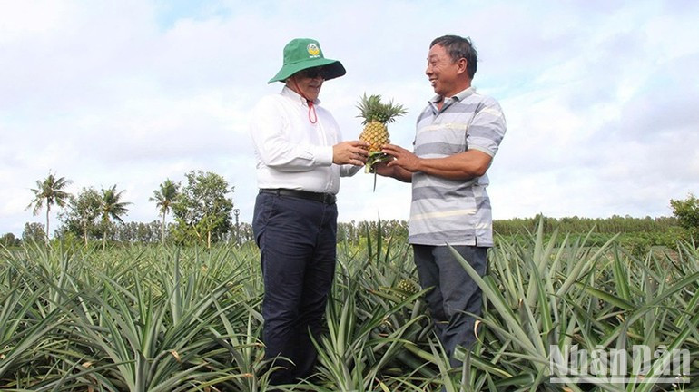 Foreign tourists delighted to experience pineapple harvesting in Hoa Luu Commune. ndo-br-6.jpg
