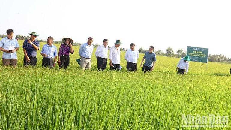 The low-emission rice cultivation model of the Phuoc Hao Agricultural Cooperative in Hung My Commune. ndo-br-lua3.jpg