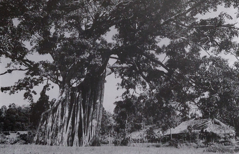 The Tan Trao banyan tree — where Vo Nguyen Giap read the Uprising Committee’s Military Order No. 1 on August 16, 1945. 202392884713-145125.jpg