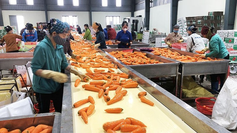 Processing carrots for export at Duc Chinh Agricultural Service Cooperative. (Photo: NDO) 2.jpg