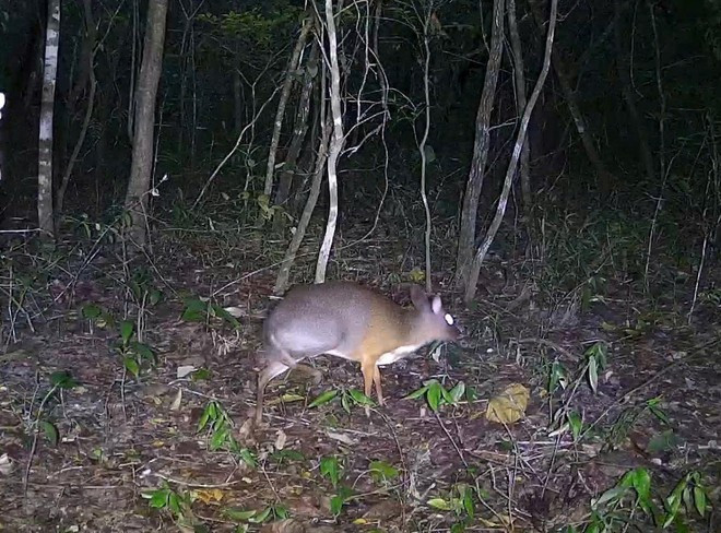Viet Nam's mouse-deer is a critically endangered species. (Photo: VNA) Viet Nam's mouse-deer is a critically endangered species. (Photo: VNA)
