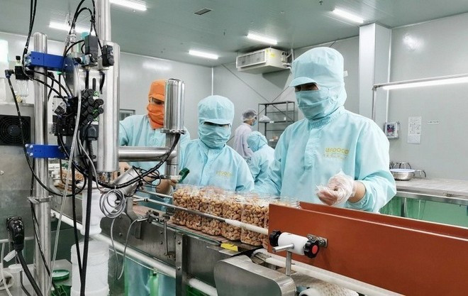 Workers pack cashew nuts for export at LAFOOCO Company, the first State-owned enterprise in Viet Nam’s cashew industry to be equitised. (Photo: VNA) Workers pack cashew nuts for export at LAFOOCO Company, the first State-owned enterprise in Viet Nam’s cashew industry to be equitised. (Photo: VNA)