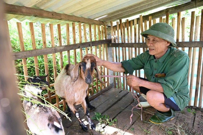 Goat farming in Ha Tinh Province. 5a8743a2bda90af753b8.jpg