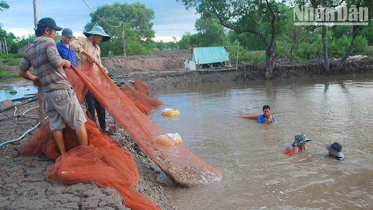 Harvesting farmed shrimp in Dong Hai Island Commune, Vinh Long Province. ndo-tr-chieu4.jpg