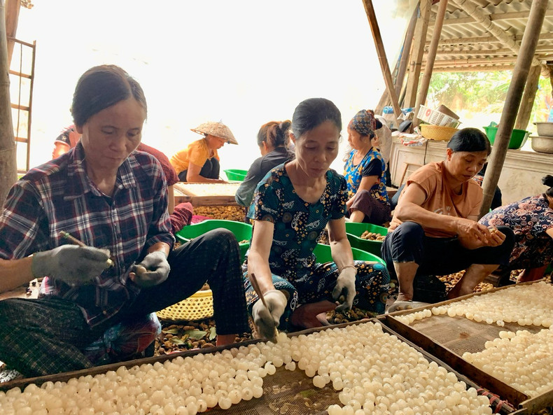 Longans are peeled and have their seeds removed before drying. longan2.jpg
