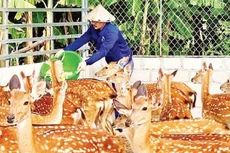 A start-up model producing deer velvet products developed by Nguyen Khac Huan in Ha Tinh Province.