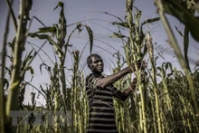 A farmer with a drought-damaged corn field in Turkana, Kenya. (Photo: AFP/VNA)
