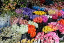 Hanoi’s Quang An flower market full of colours for Women’s Day